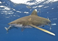   Pace Quickens two oceanic whitetips Carcharhinus longimanus dart front me quickly wipe water bubbles off my dome..... dome  
